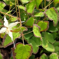 Epimedium grandiflorum 'Bandit'